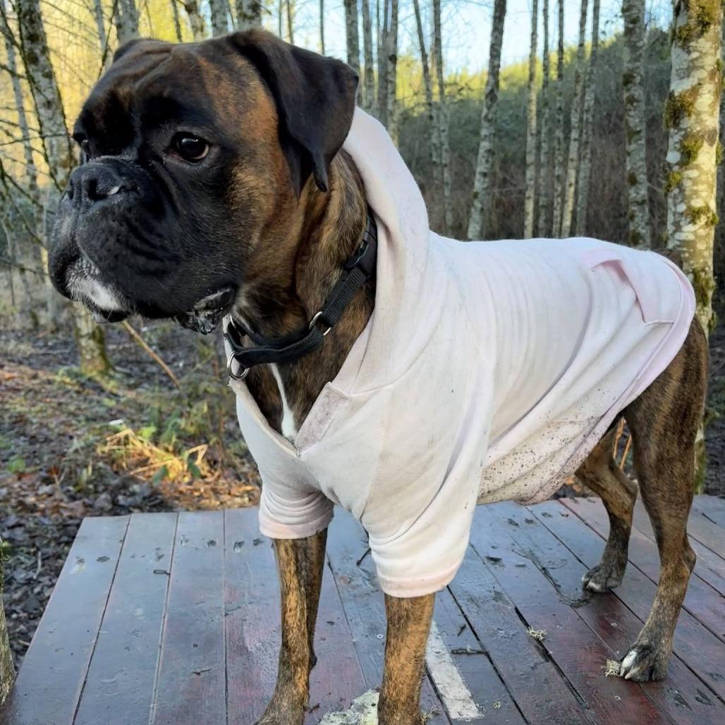 Mia, Adoptable, Adult Female Boxer.