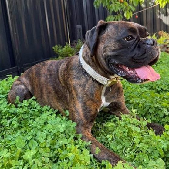 Mia, a Adoptable Boxer in McMinnville, OR image 2/3