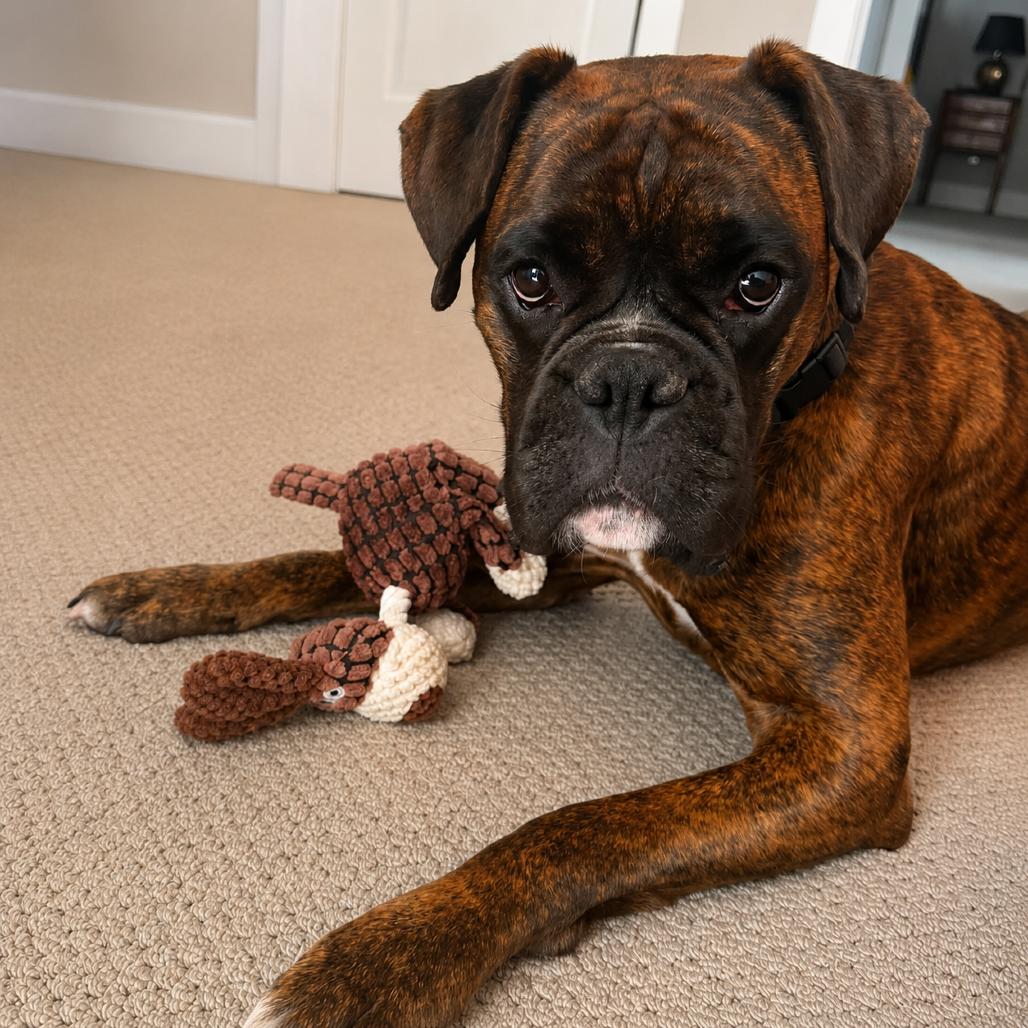 Mia, a Adoptable Boxer in McMinnville, OR image 3/3