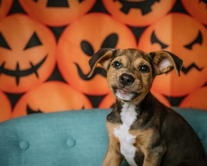 Enlarge Carli - PENDING, a Adoptable mixed breed in Kingwood, TX image 1/3