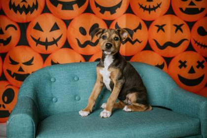 Enlarge Carli - PENDING, a Adoptable mixed breed in Kingwood, TX image 2/3