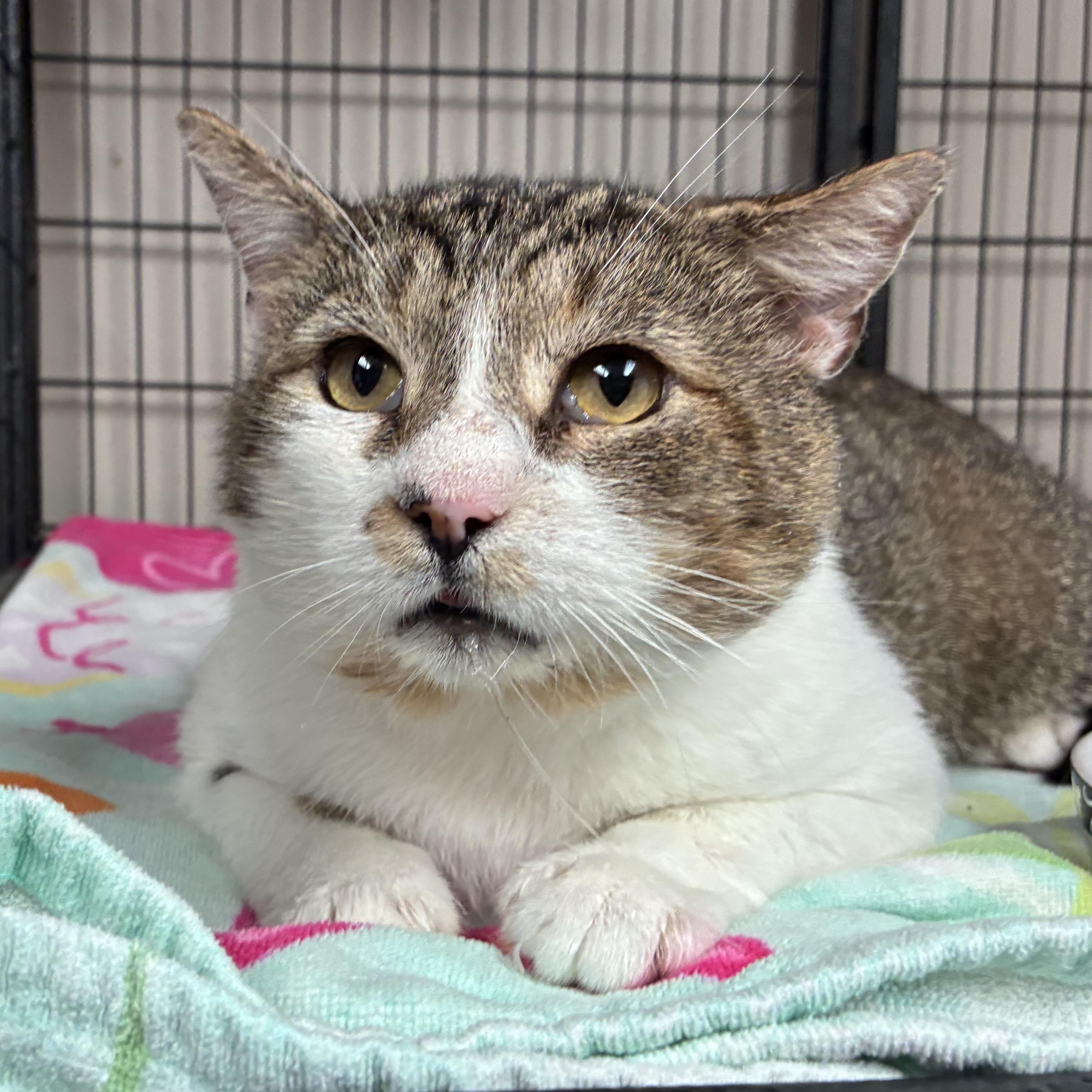 Gavin (FIV), a ADOPTABLE Domestic Short Hair in Breinigsville, PA image 2/3