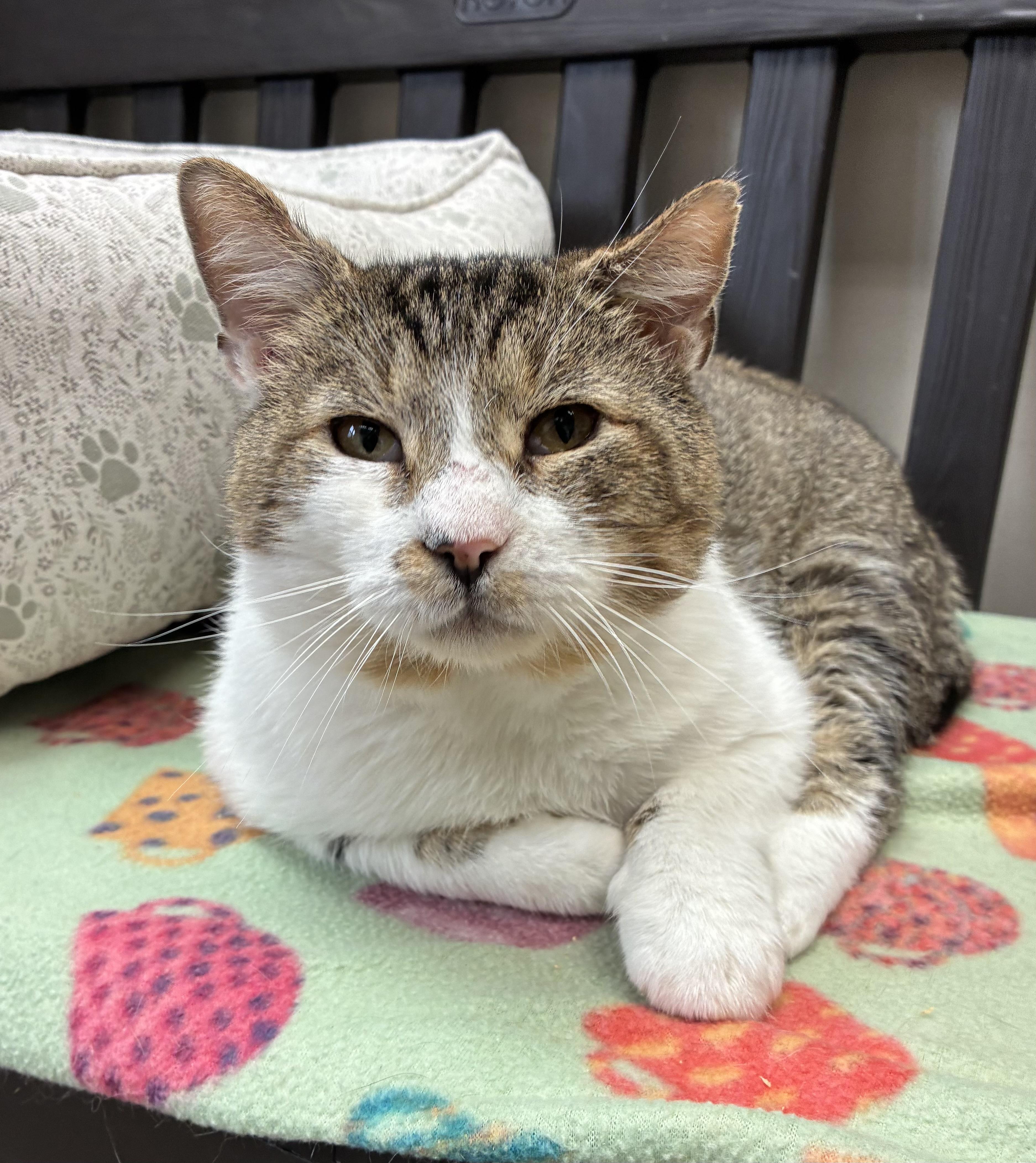 Gavin (FIV), a ADOPTABLE Domestic Short Hair in Breinigsville, PA image 3/3