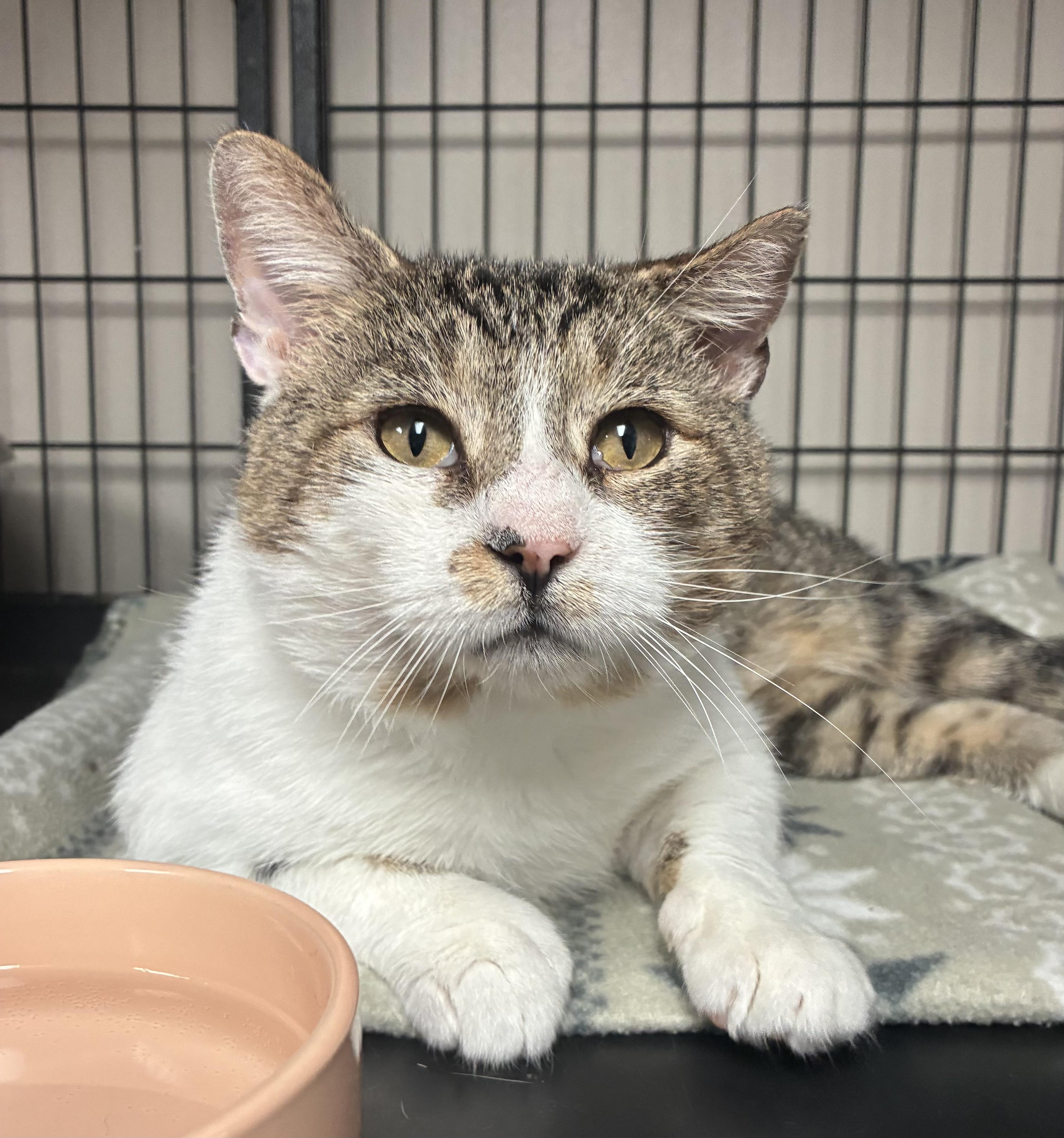 Gavin (FIV), a ADOPTABLE Domestic Short Hair in Breinigsville, PA image 1/3