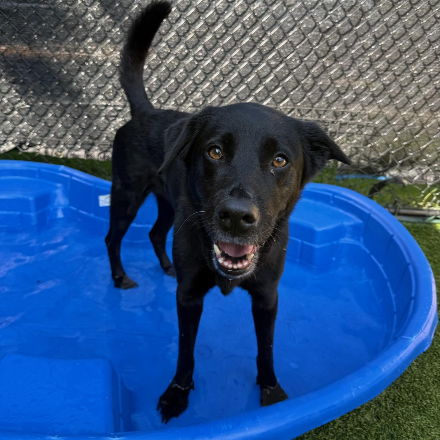 Marley, Adoptable, Senior Female Black Labrador Retriever.