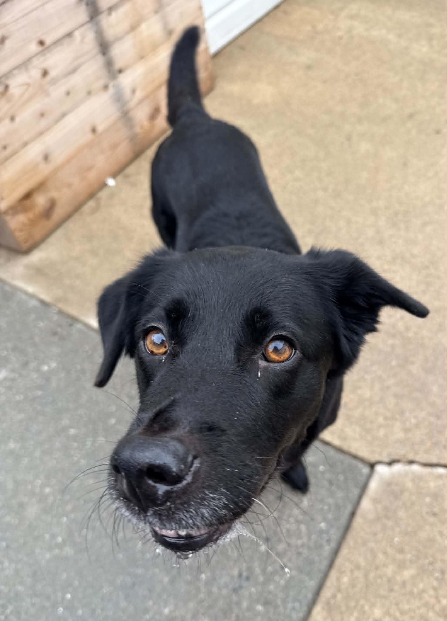 Enlarge Marley, a ADOPTABLE mixed breed in Groton, CT image 1/1