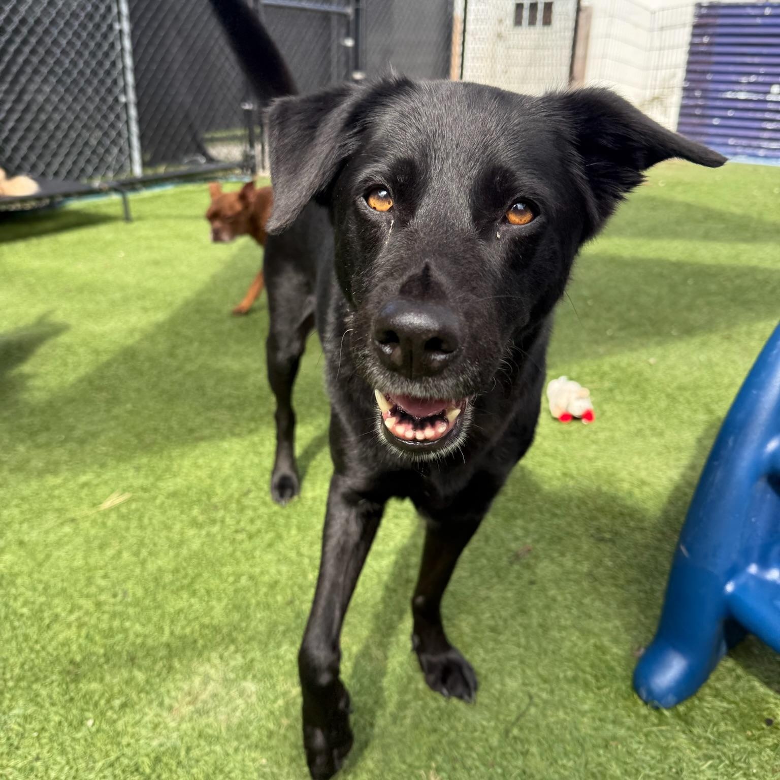 Enlarge Marley, a Adoptable mixed breed in Groton, CT image 2/4