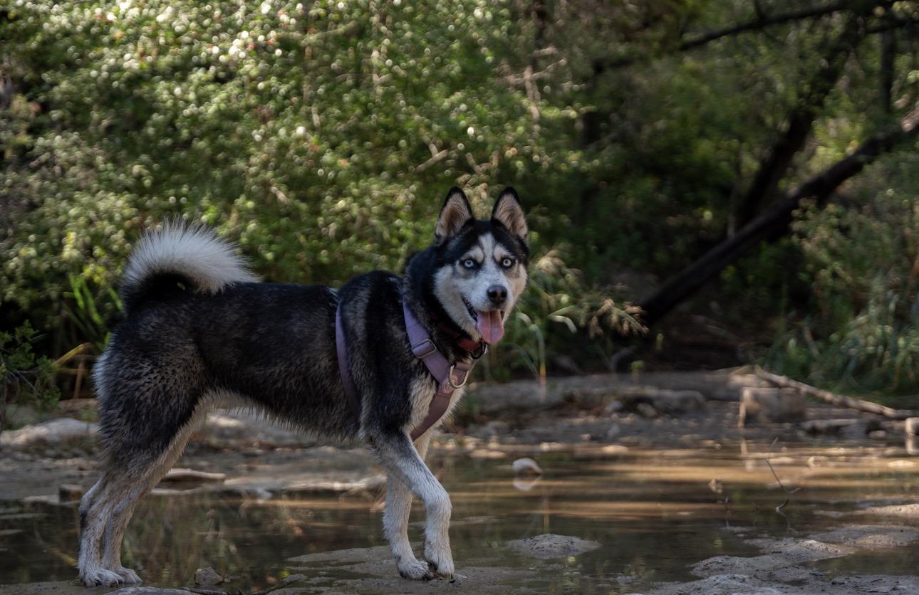 Betty Lou, an adoptable Husky in Billings, MT, 59102 | Photo Image 1