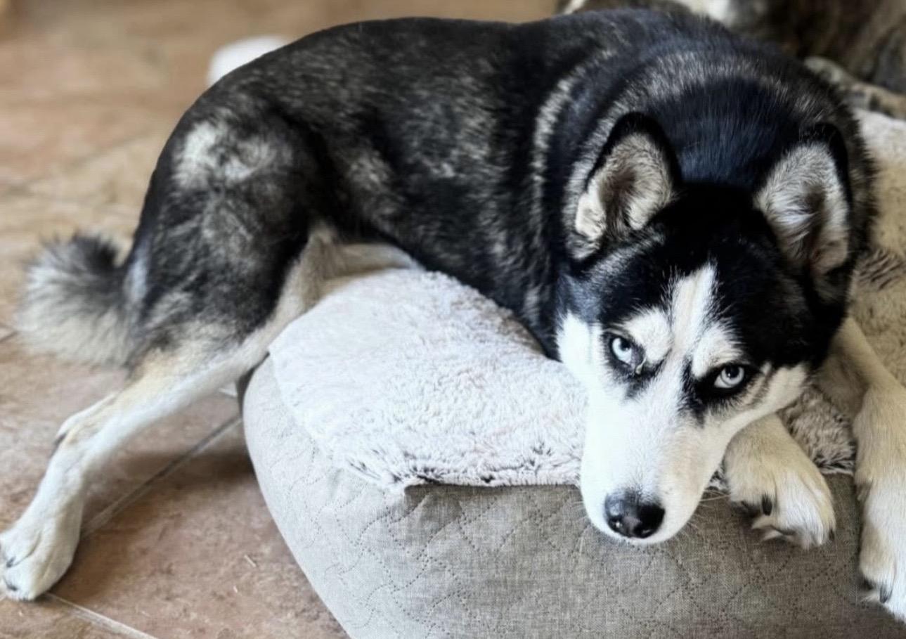 Betty Lou, an adoptable Husky in Billings, MT, 59102 | Photo Image 4