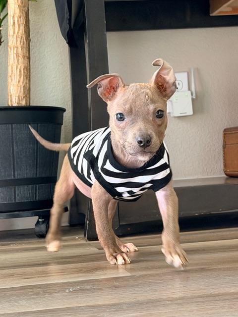 Zelda, adopted, Puppy Female American Staffordshire Terrier & Chihuahua.