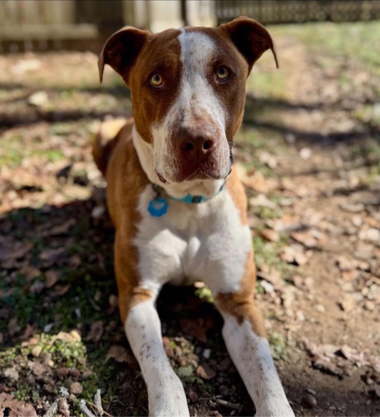 Enlarge Levon, a Adoptable mixed breed in Quakertown , PA image 2/5