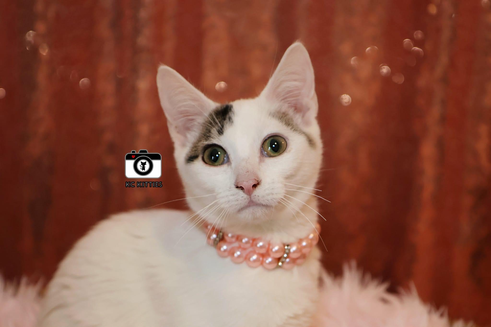 Midwest Princess, ADOPTABLE, Kitten Female Domestic Short Hair.