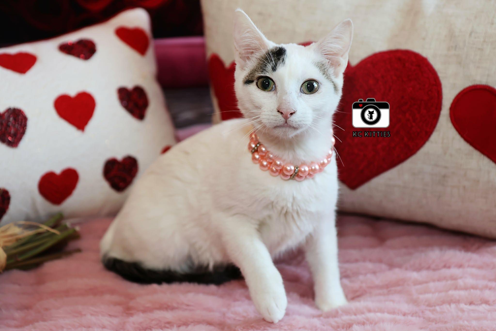 Midwest Princess, a ADOPTABLE Domestic Short Hair in Overland Park, KS image 2/6