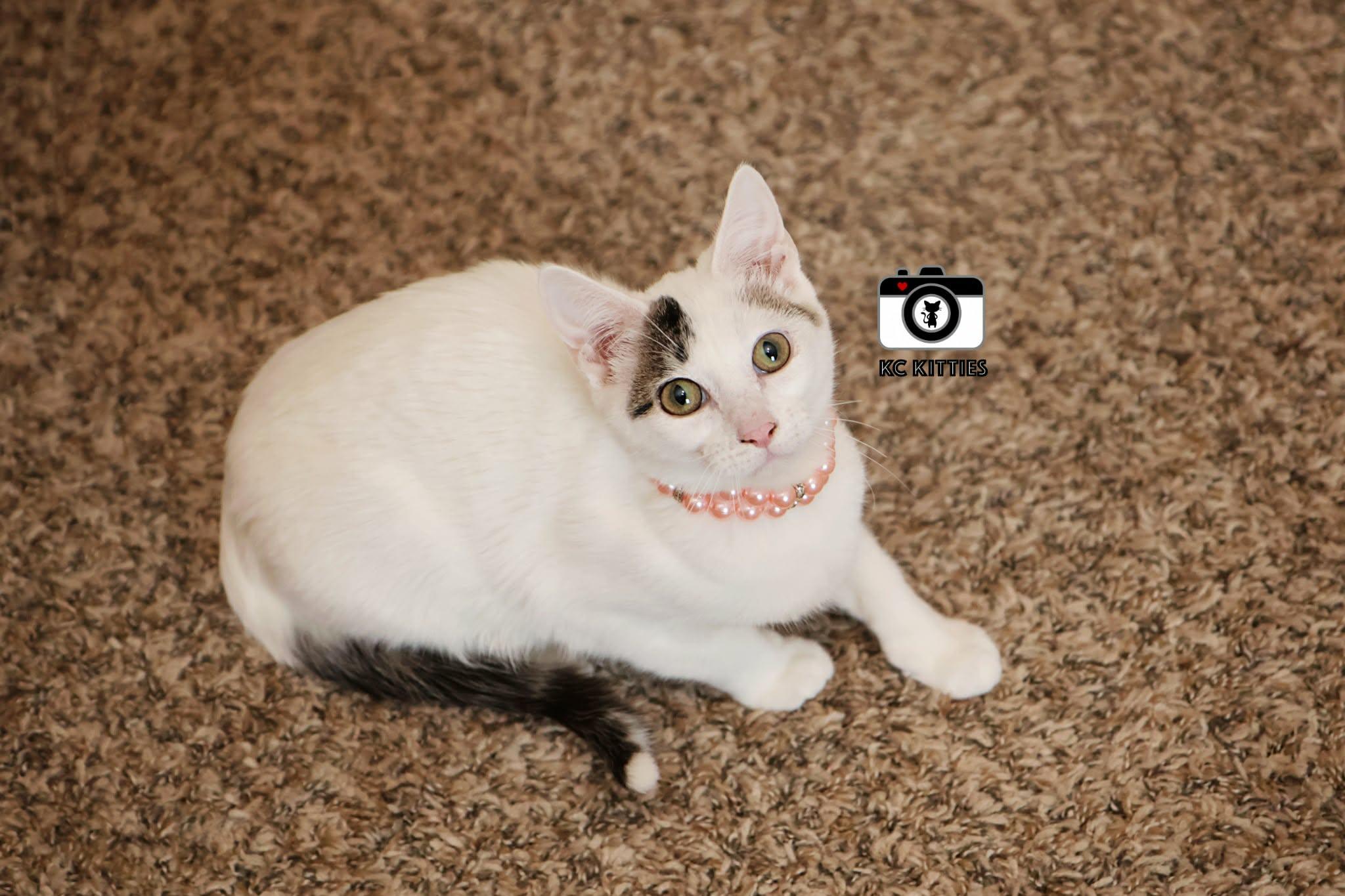 Midwest Princess, a ADOPTABLE Domestic Short Hair in Overland Park, KS image 4/6