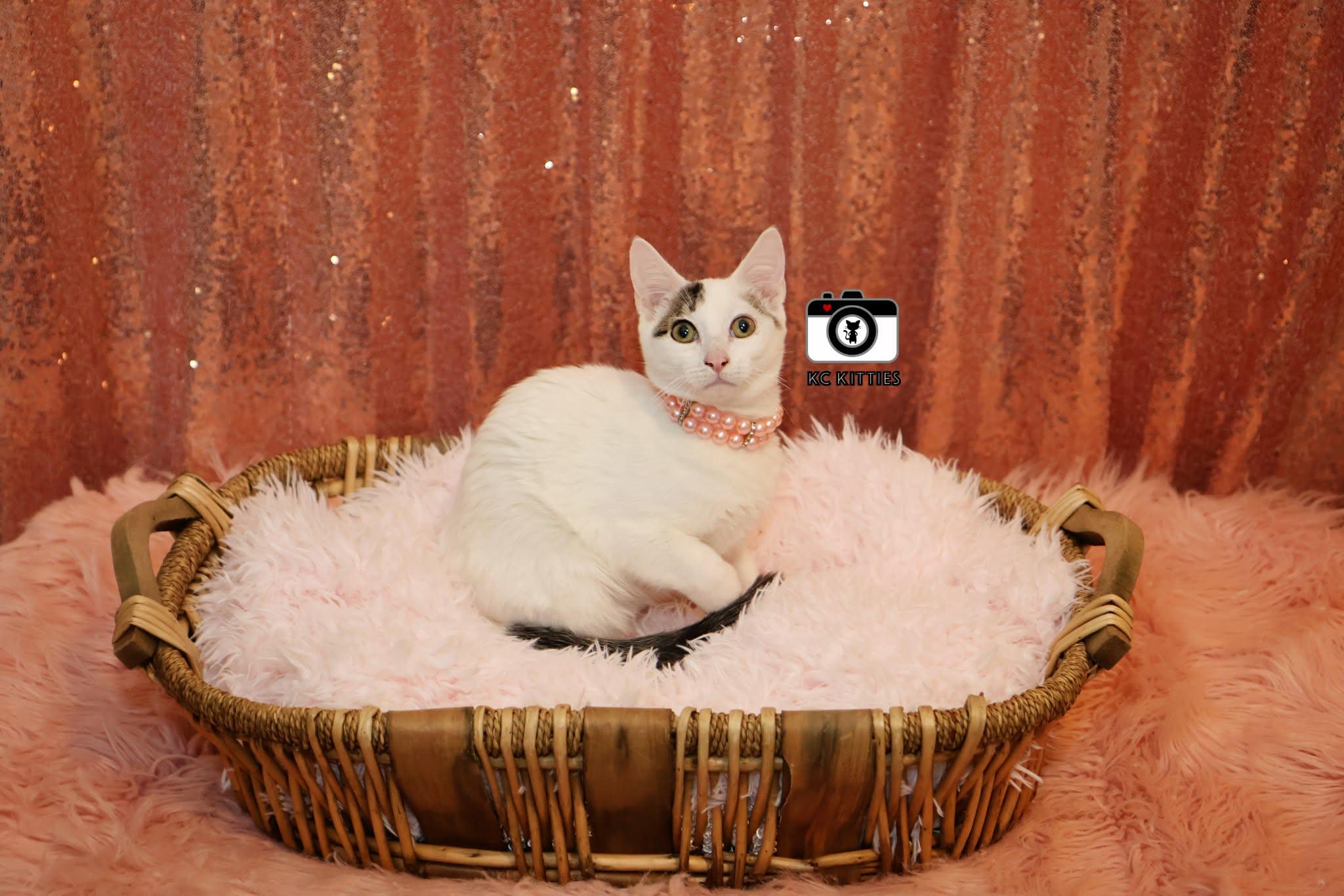 Midwest Princess, a ADOPTABLE Domestic Short Hair in Overland Park, KS image 6/6