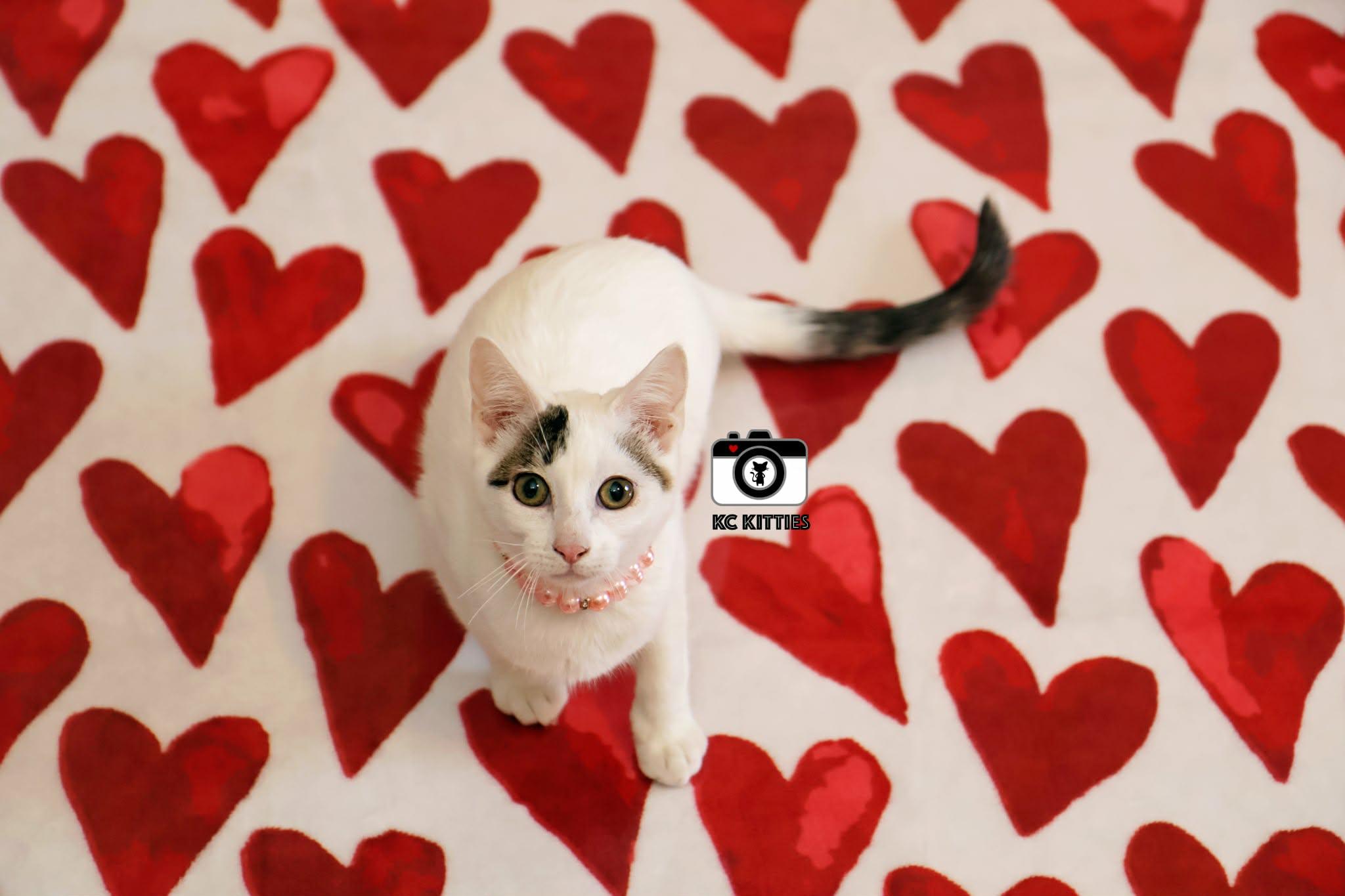 Midwest Princess, a ADOPTABLE Domestic Short Hair in Overland Park, KS image 5/6