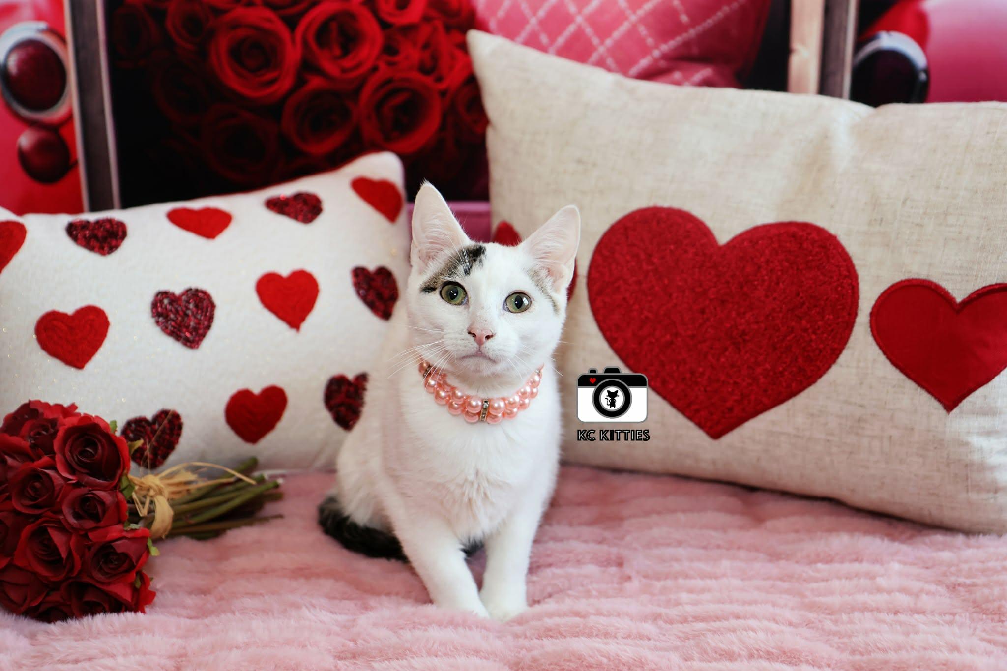 Midwest Princess, a ADOPTABLE Domestic Short Hair in Overland Park, KS image 3/6