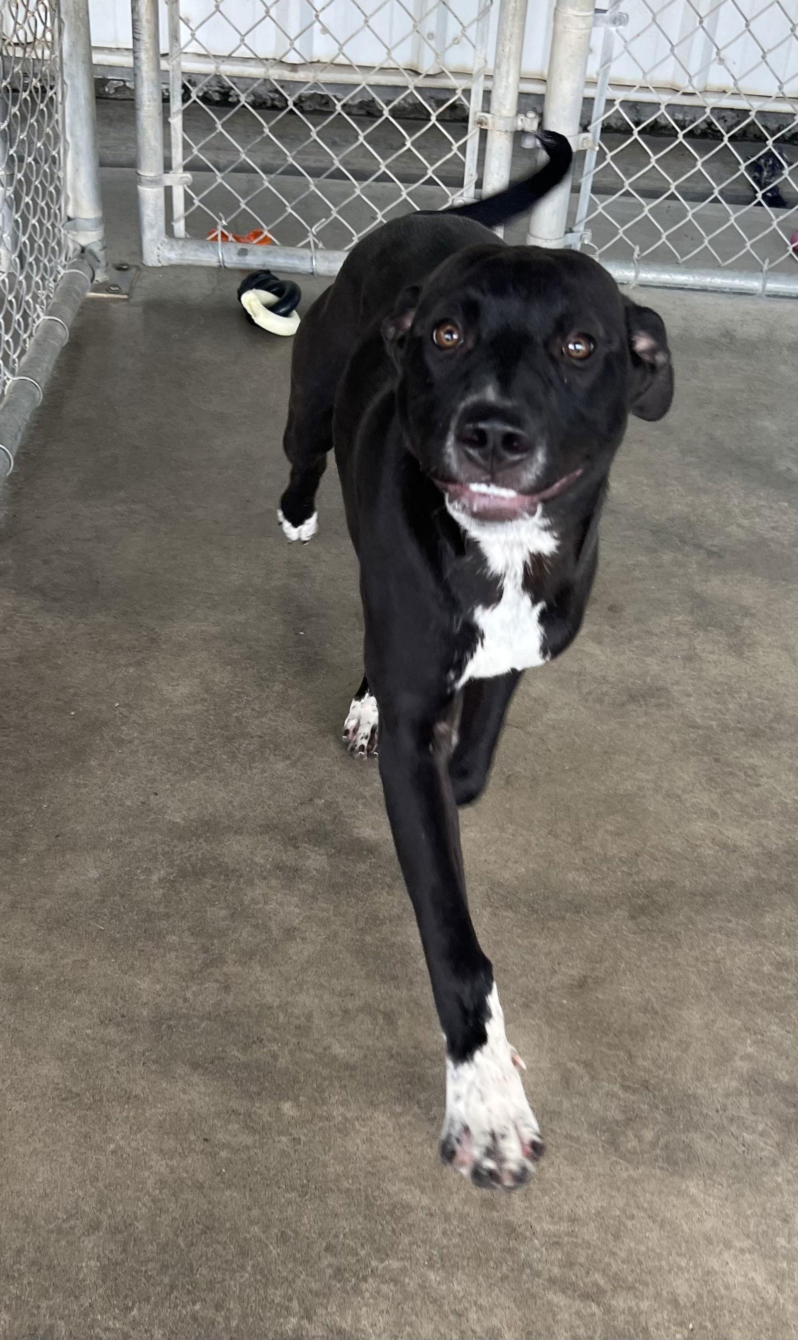 Enlarge Foghorn Leghorn   #10206, a Adoptable mixed breed in Pryor, OK image 1/1