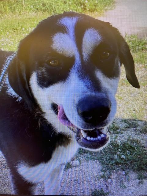 Enlarge CASH, a Adoptable mixed breed in Dixon, IL image 1/1