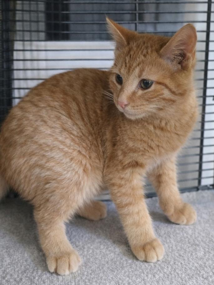 Enlarge Hansel, a Adoptable Tabby in Quincy , OH image 1/1