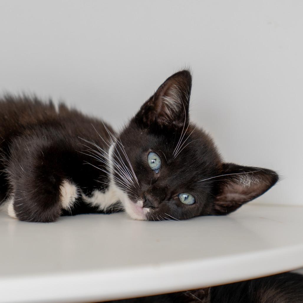 Cliff, Adoptable, Kitten Male Domestic Short Hair.