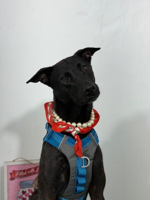Enlarge Kelly-One of our Amazing Rescue Dogs, a Adoptable mixed breed in Sparks, NV image 1/1