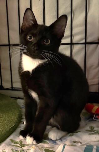 Enlarge KUKLA, an adopted Domestic Short Hair in Spotsylvania, VA image 1/2