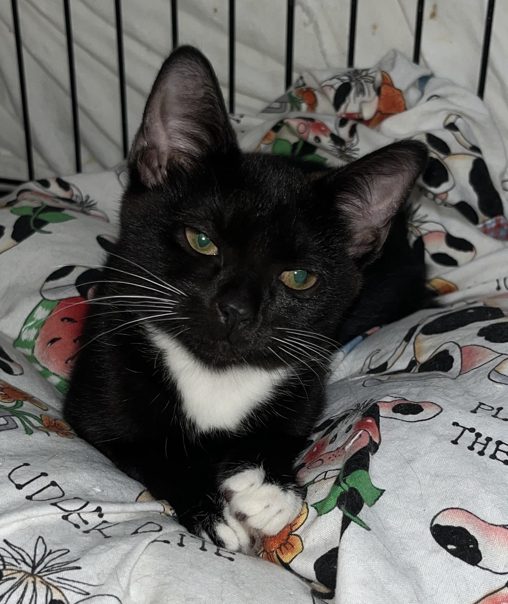 Enlarge KUKLA, an adopted Domestic Short Hair in Spotsylvania, VA image 2/2