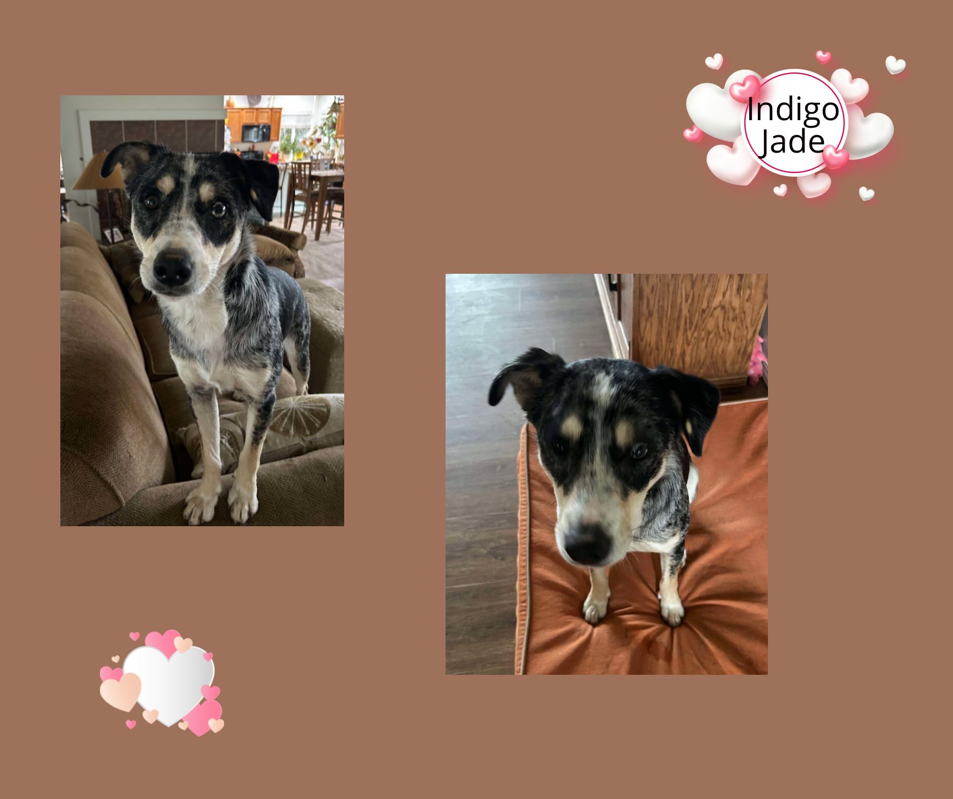 Indigo Jade, Young Female Australian Shepherd