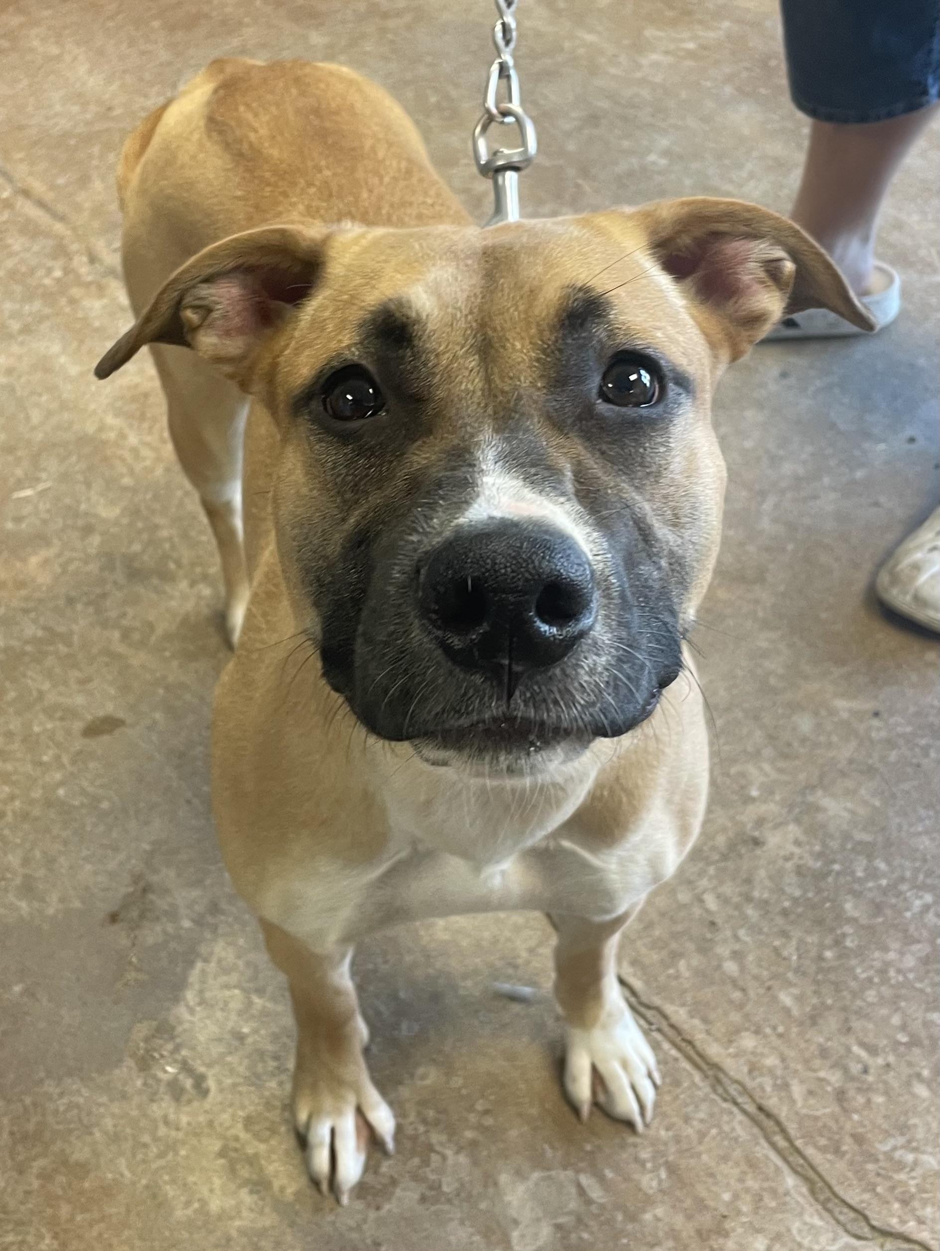 Enlarge Lulu , a ADOPTABLE mixed breed in Gladstone, MO image 1/1