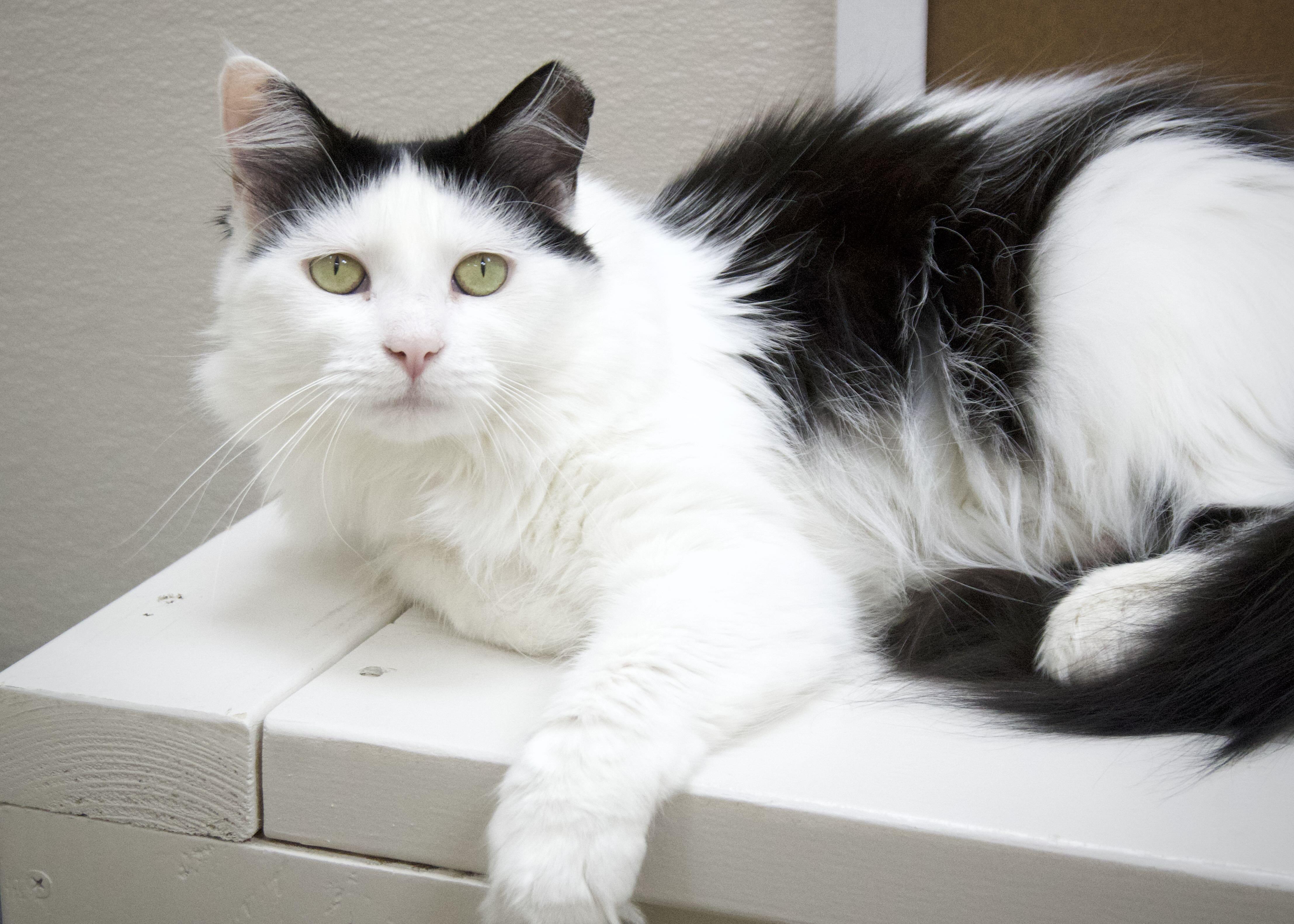 Enlarge Babydoll, a ADOPTABLE Domestic Long Hair in Tulsa, OK image 1/1