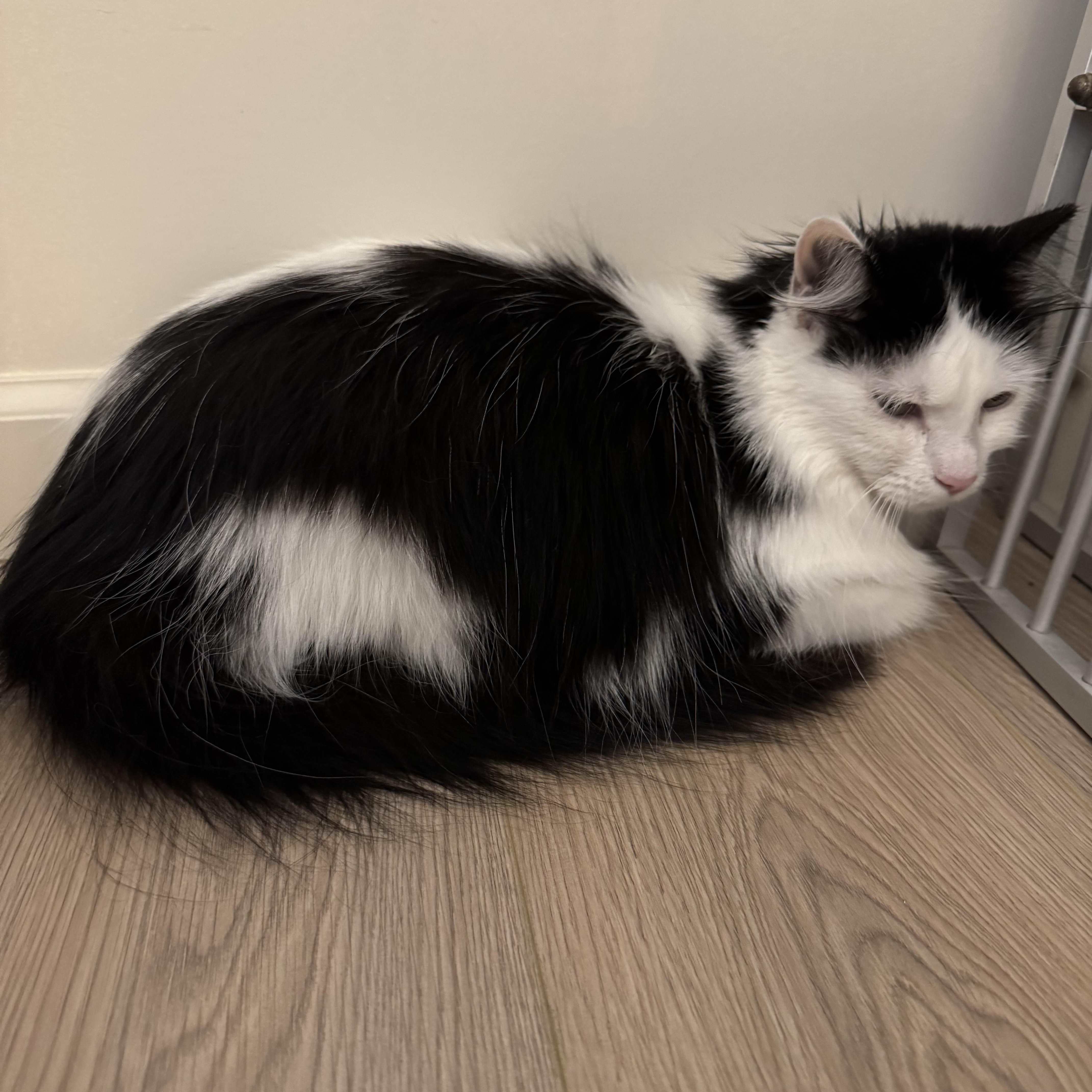 Babydoll, ADOPTABLE, Adult Female Domestic Long Hair.