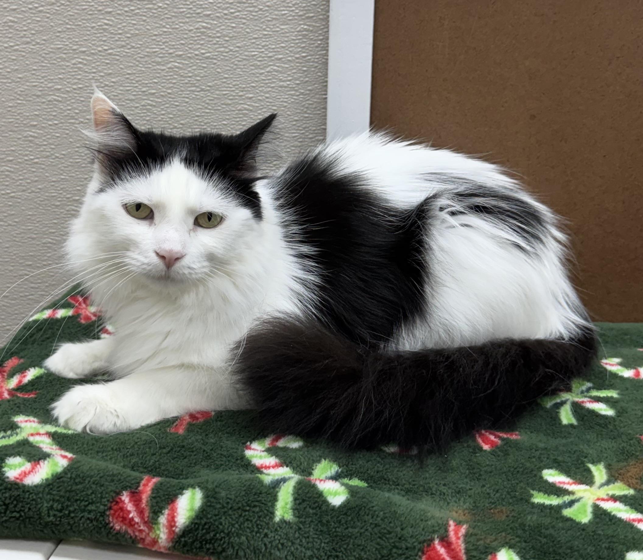 Babydoll, ADOPTABLE, Adult Female Domestic Long Hair.