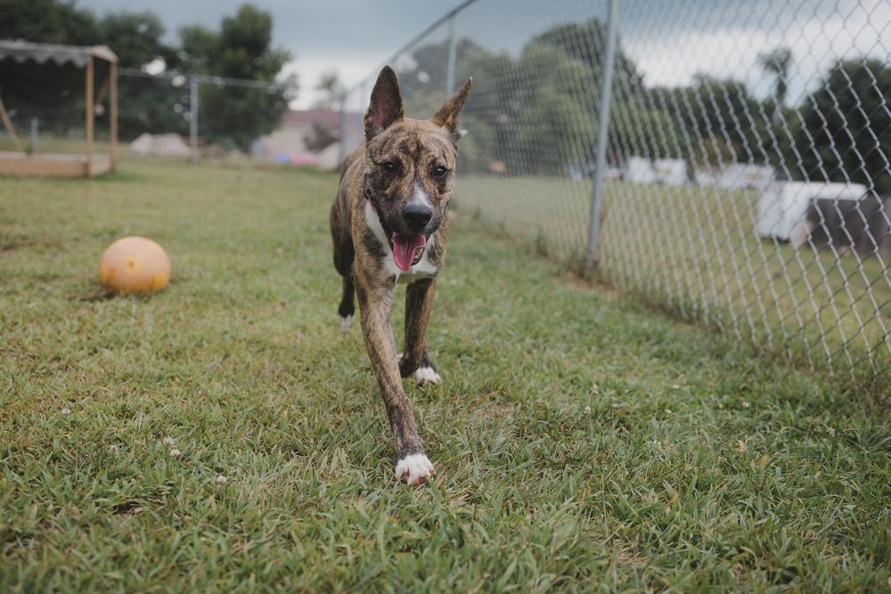 Bongo, Adoptable, Young Male Australian Cattle Dog / Blue Heeler.
