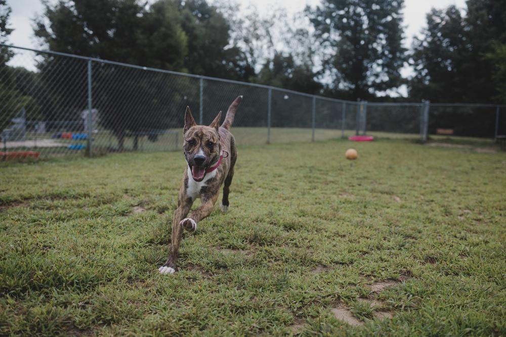Enlarge Bongo, a Adoptable mixed breed in Kalamazoo, MI image 2/6
