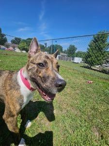 Enlarge Bongo, a Adoptable mixed breed in Kalamazoo, MI image 3/6