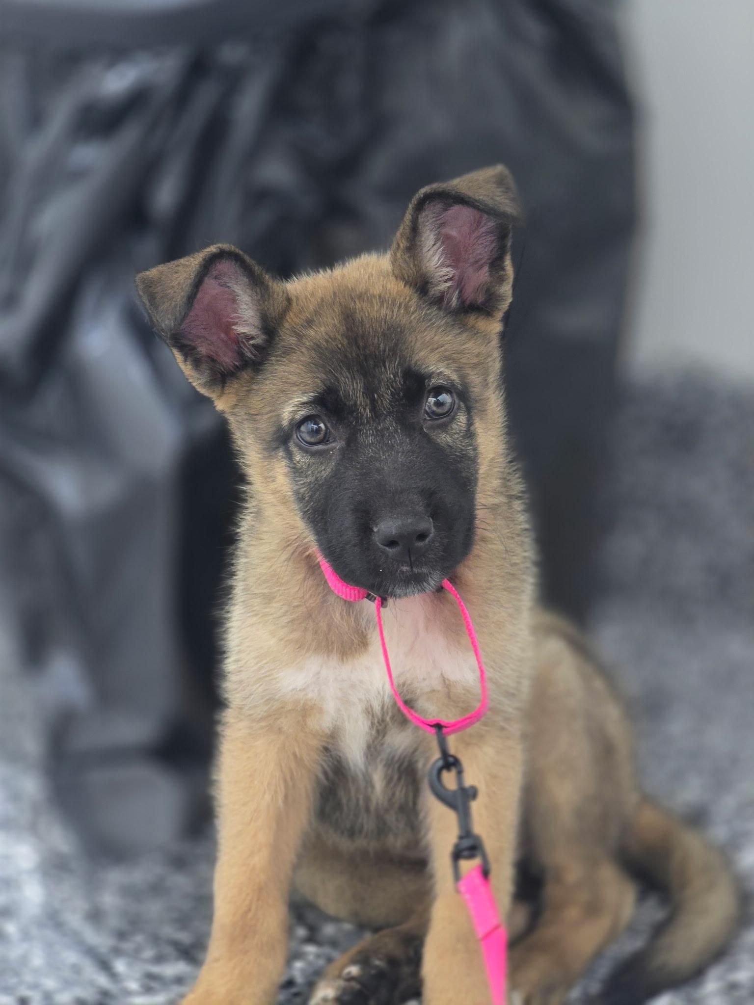 Rosemary, Adoptable, Puppy Female Belgian Shepherd / Malinois & German Shepherd Dog.