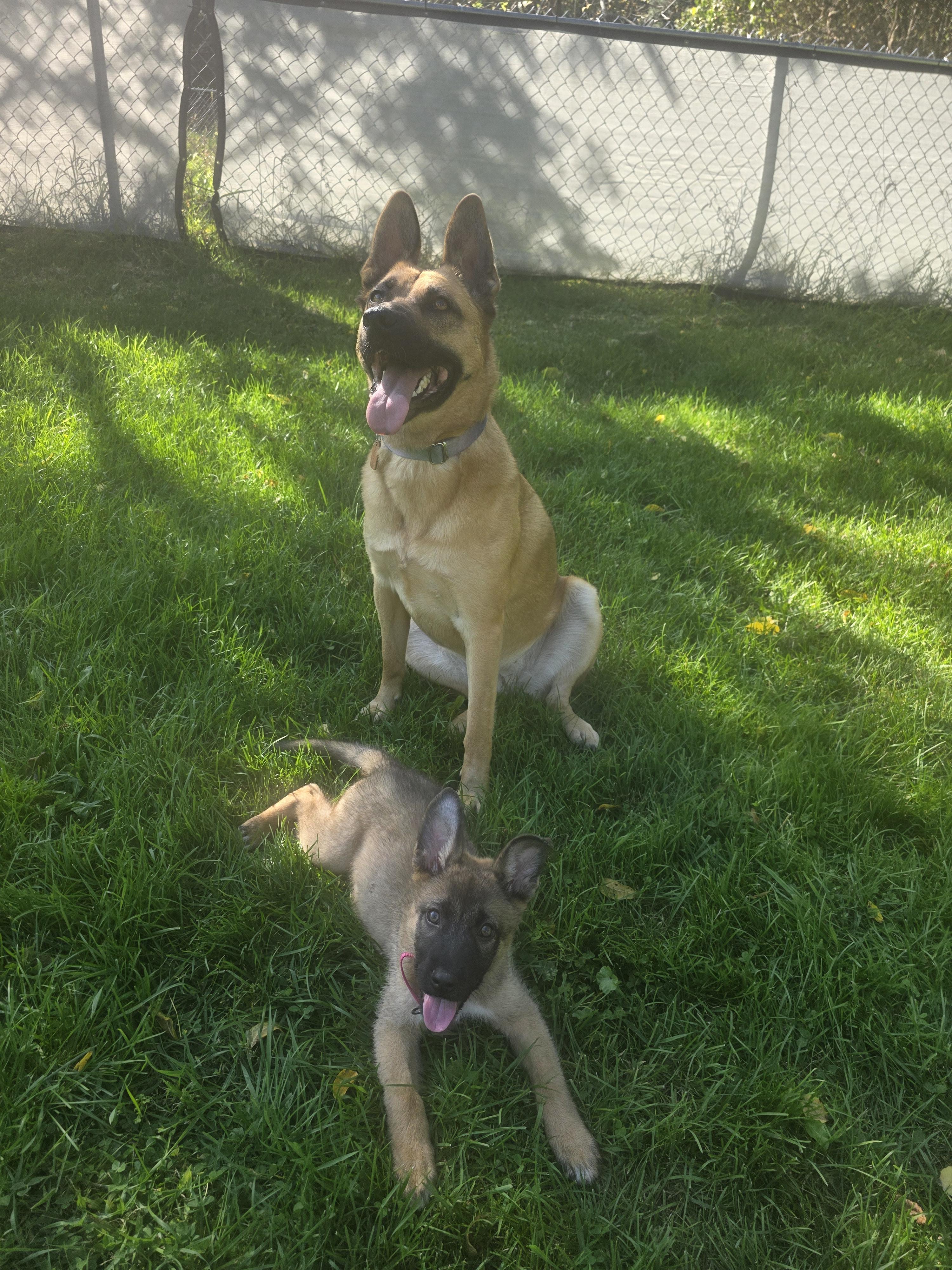 Enlarge Rosemary, a Adoptable mixed breed in Troy, MI image 2/6