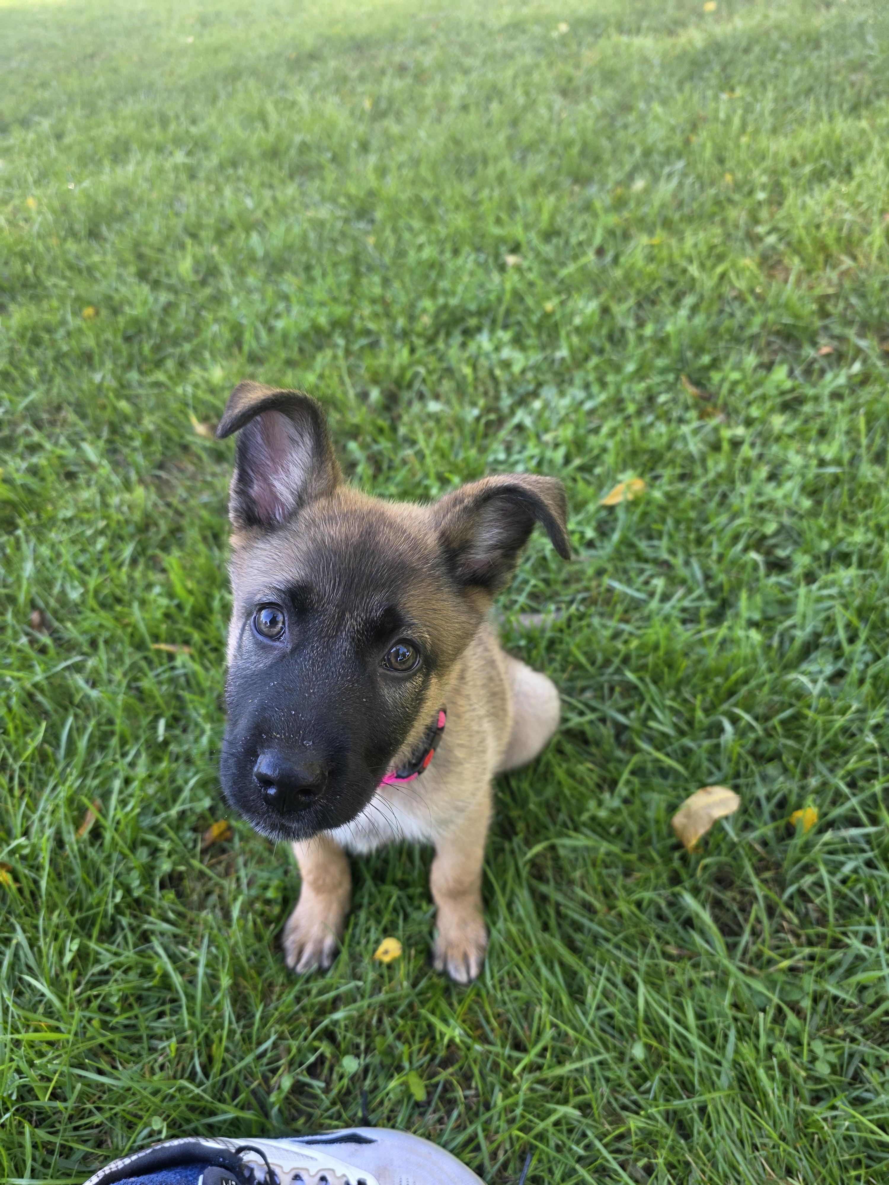 Enlarge Rosemary, a Adoptable mixed breed in Troy, MI image 3/6