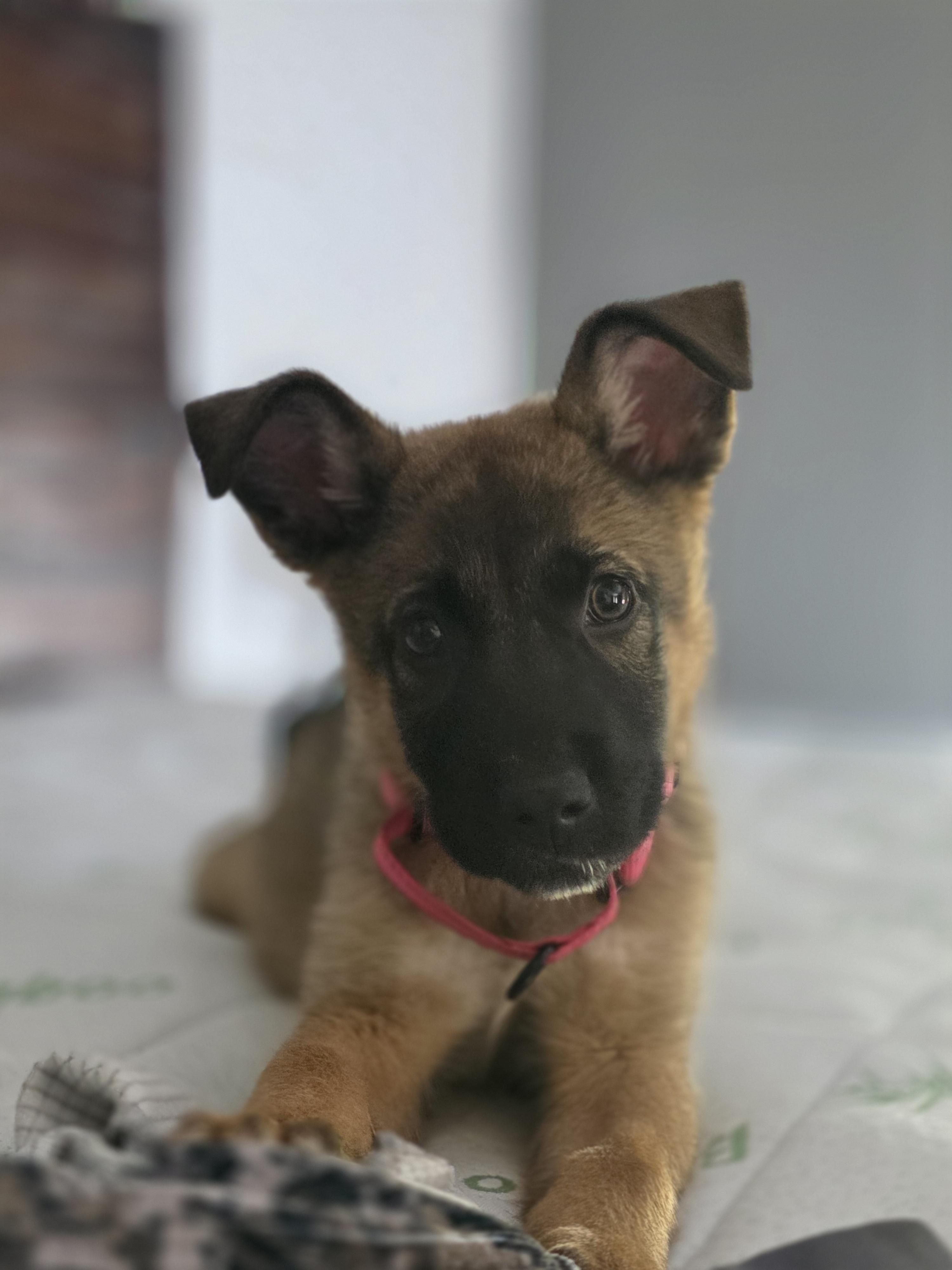 Enlarge Rosemary, a Adoptable mixed breed in Troy, MI image 4/6