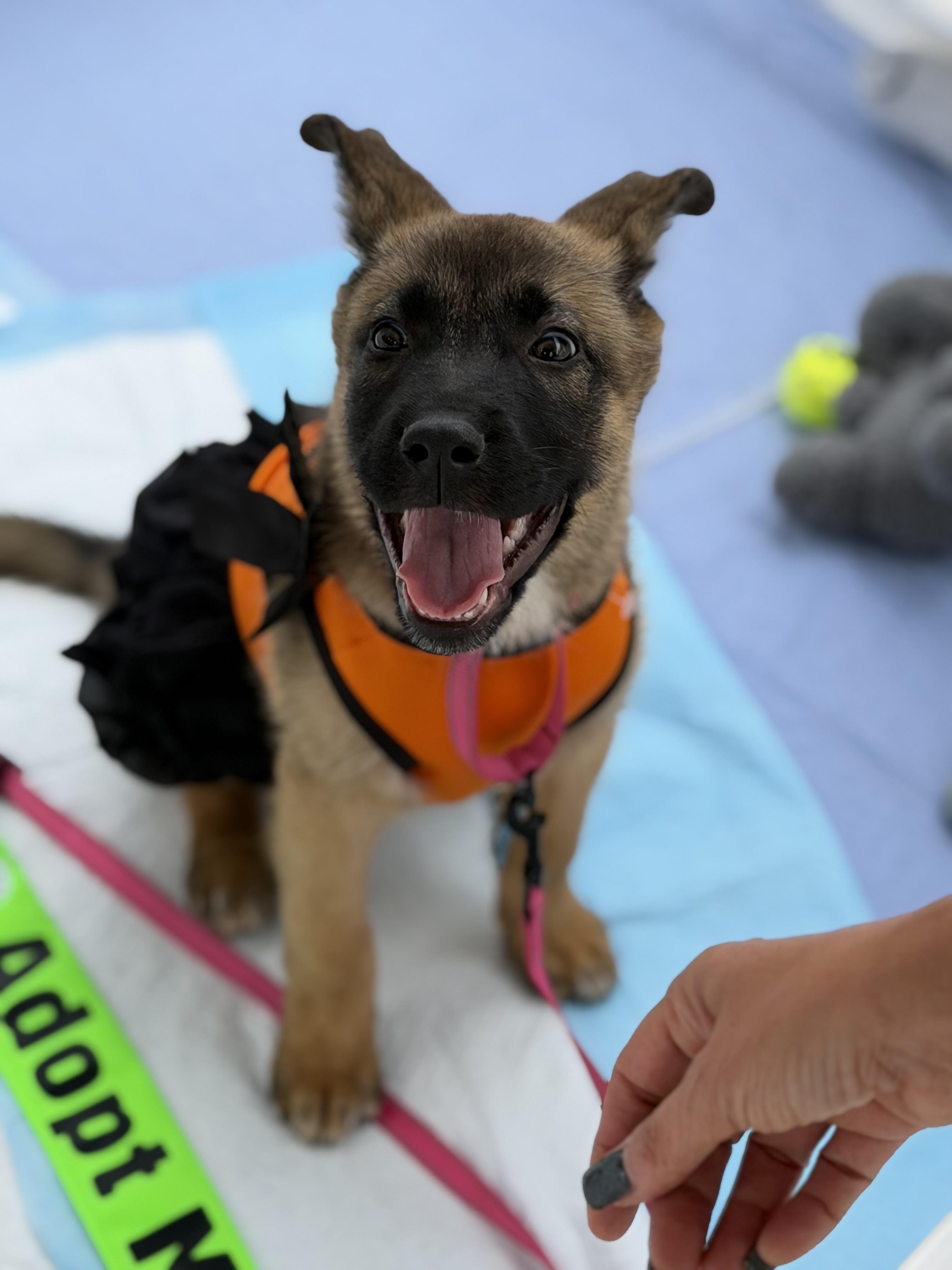 Enlarge Rosemary, a Adoptable mixed breed in Troy, MI image 5/6