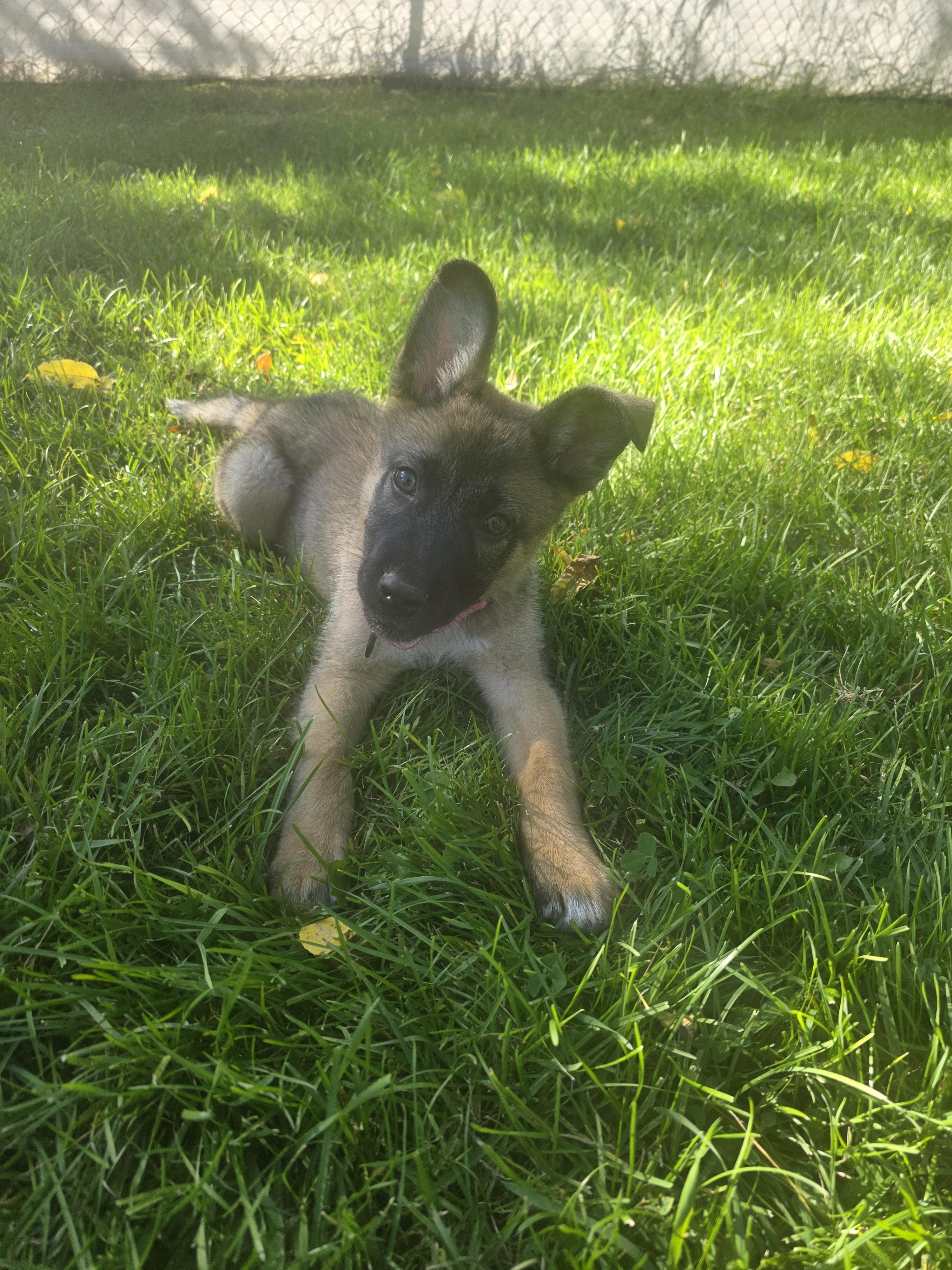 Enlarge Rosemary, a Adoptable mixed breed in Troy, MI image 6/6