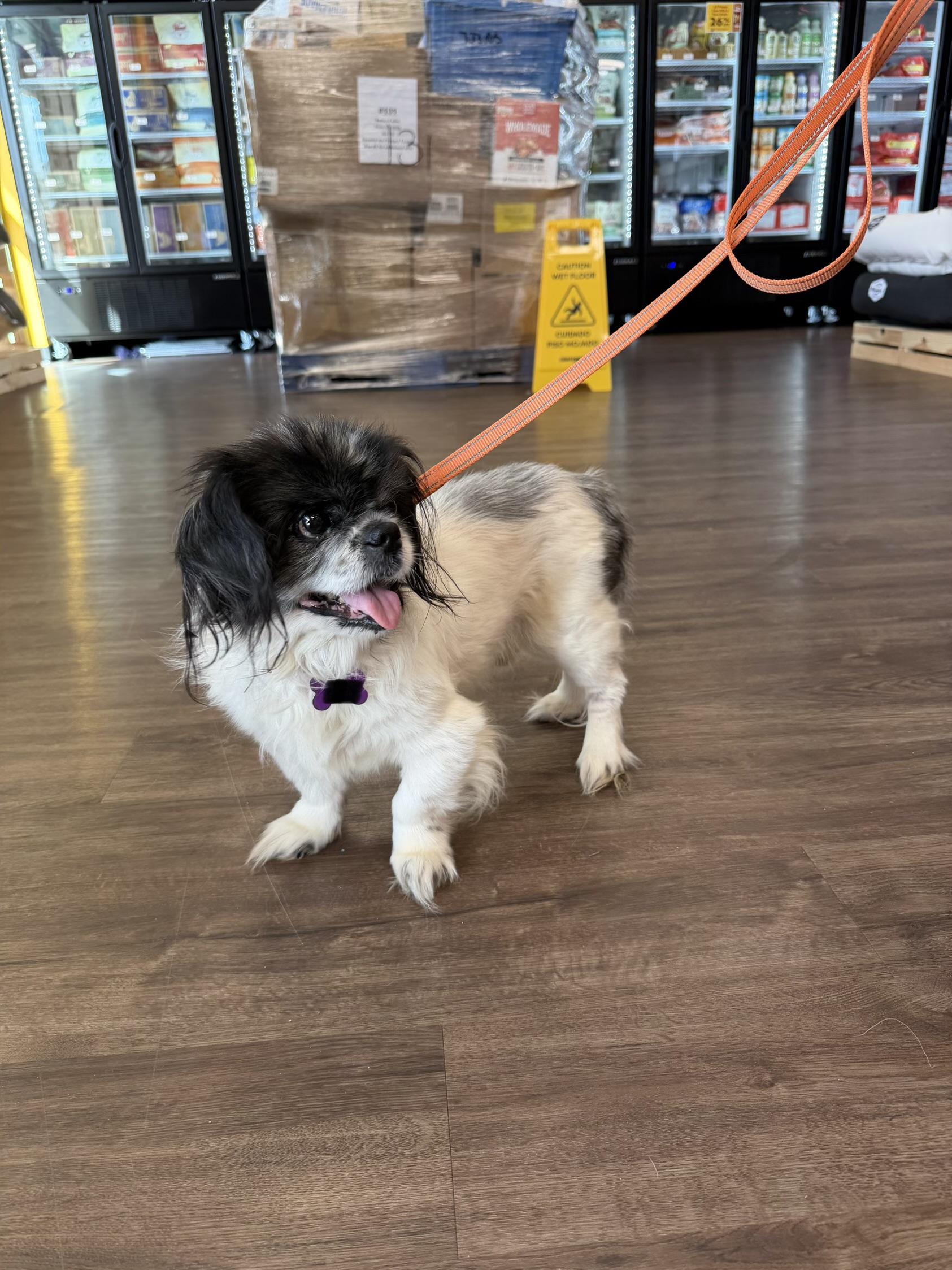 Timmy , ADOPTABLE, Senior Male Pekingese.