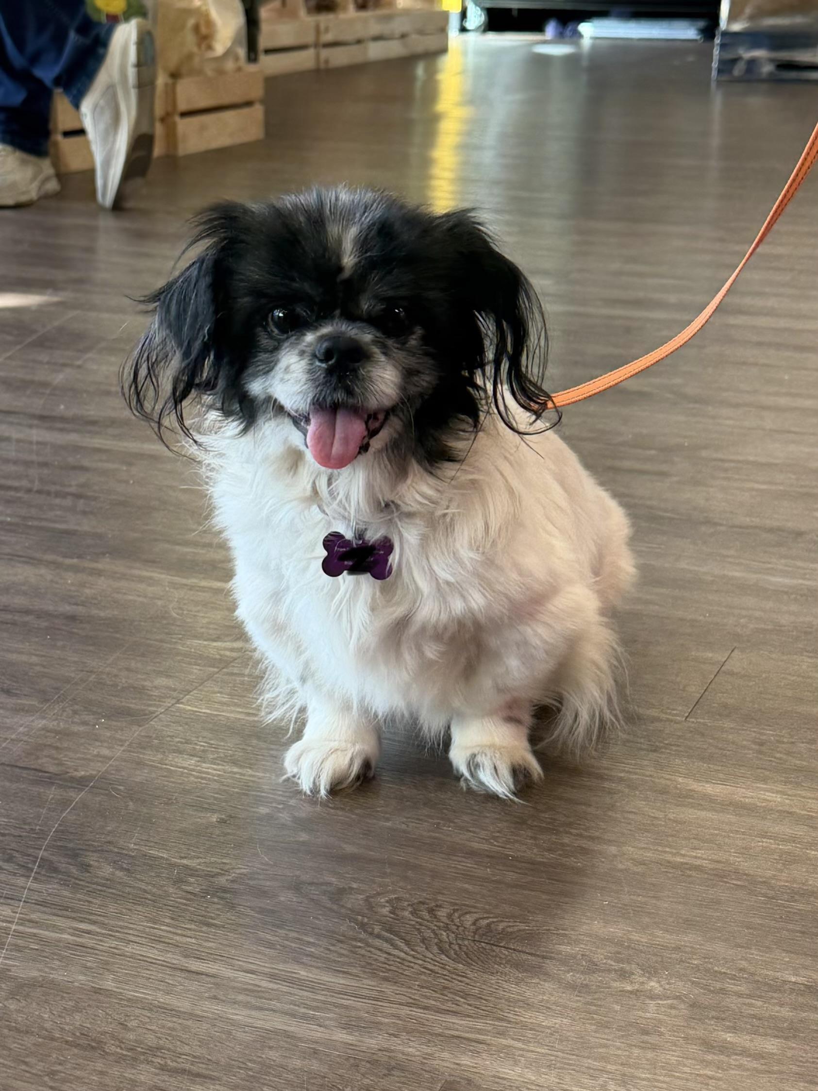 Enlarge Timmy , a ADOPTABLE mixed breed in Aiken, SC image 2/3