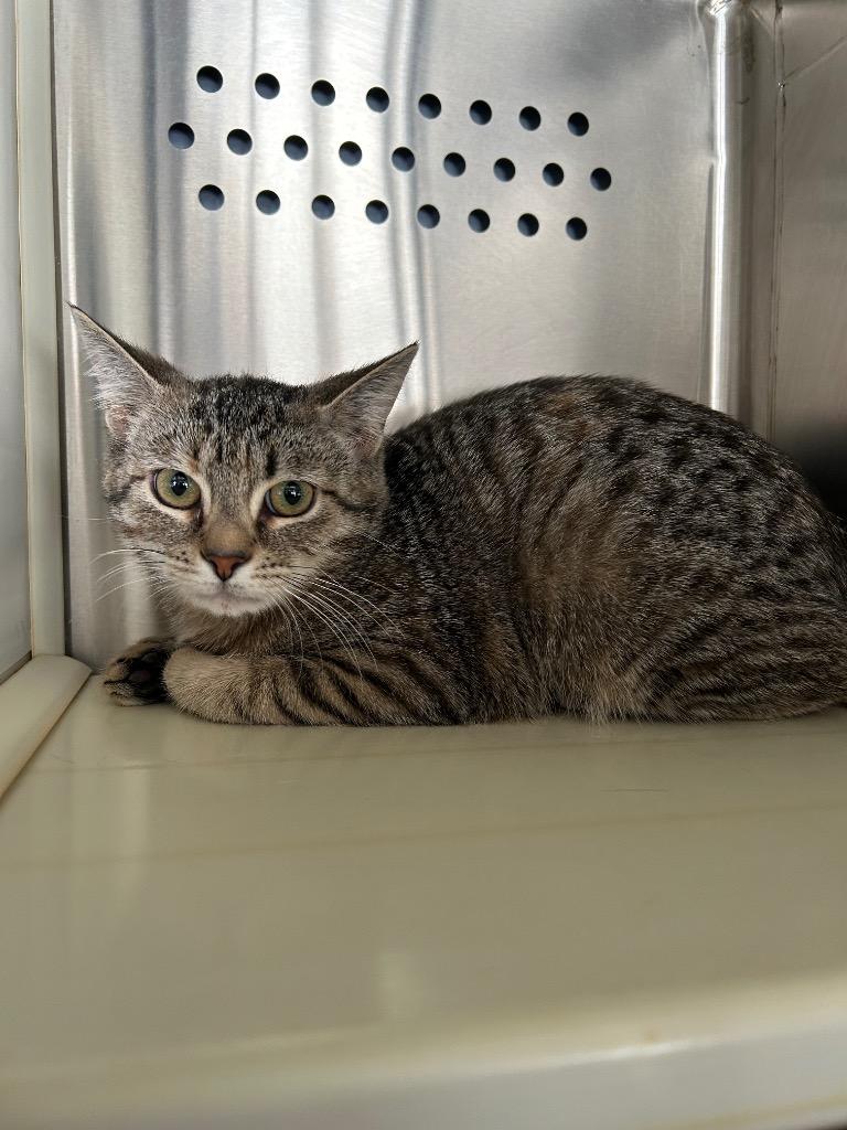 Ziah, Adoptable, Young Female Domestic Short Hair.