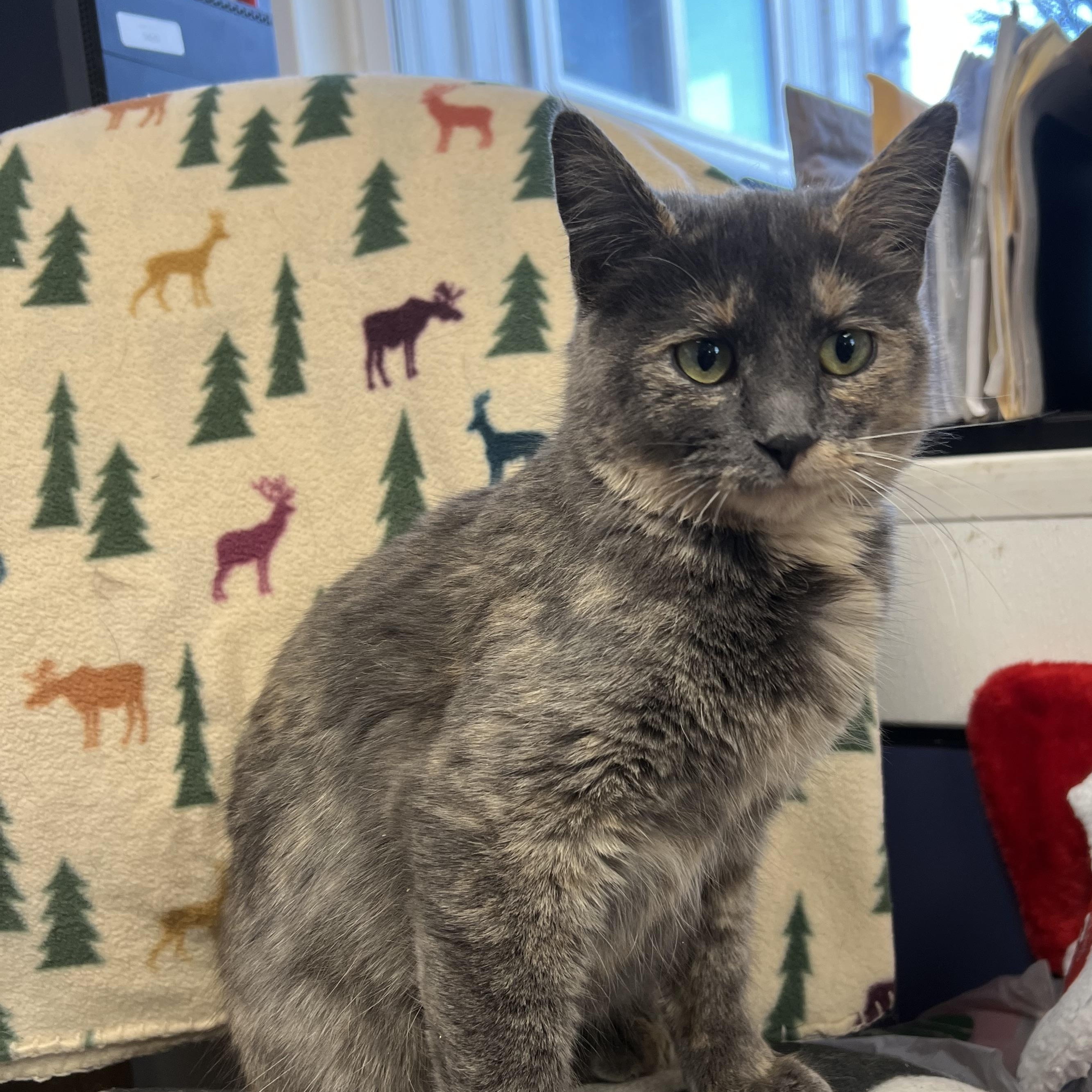 Enlarge Hannah, a Adoptable mixed breed in Spencer, IA image 1/1