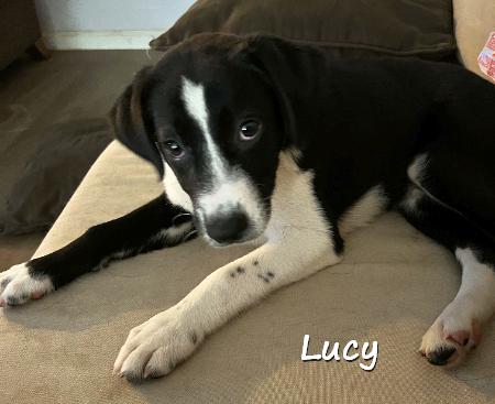Lucy, an adopted Retriever Mix in Elyria, OH_image-1
