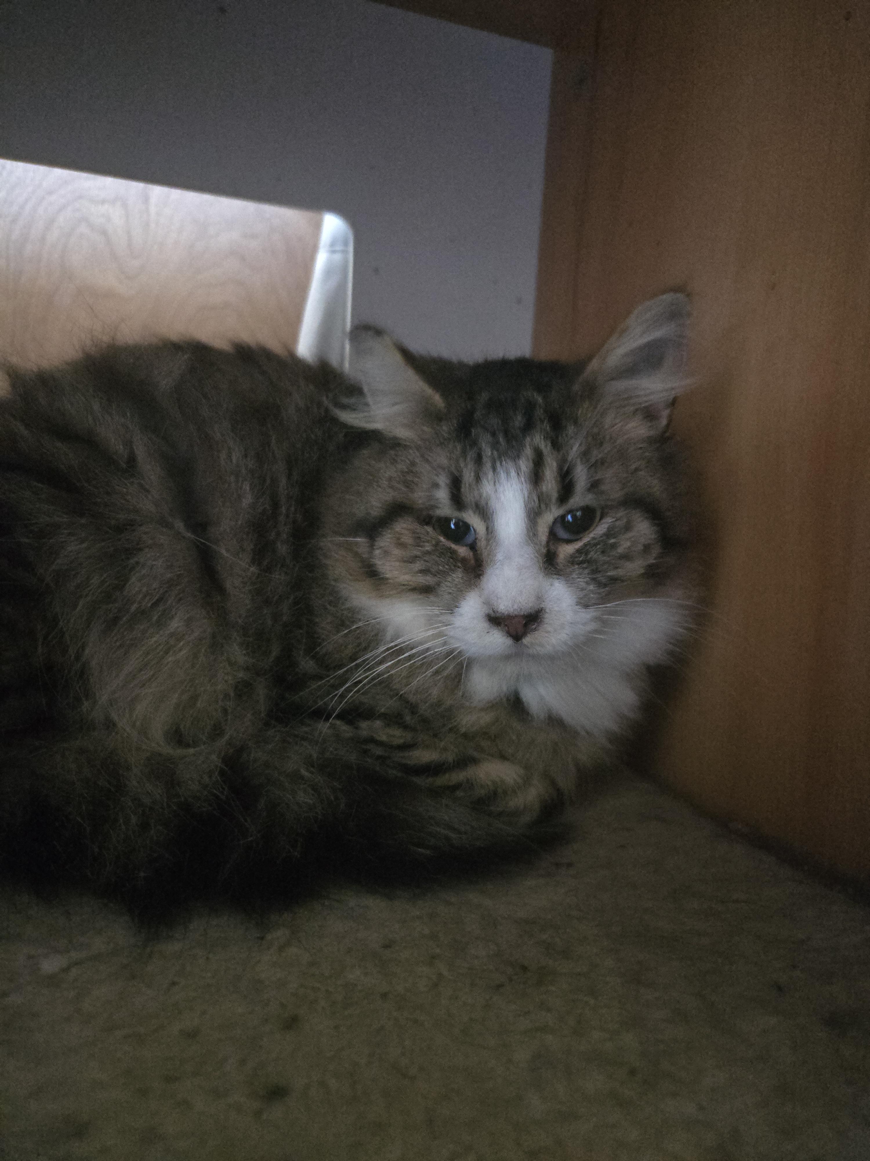 PigPen, Adoptable, Young Male Domestic Long Hair.