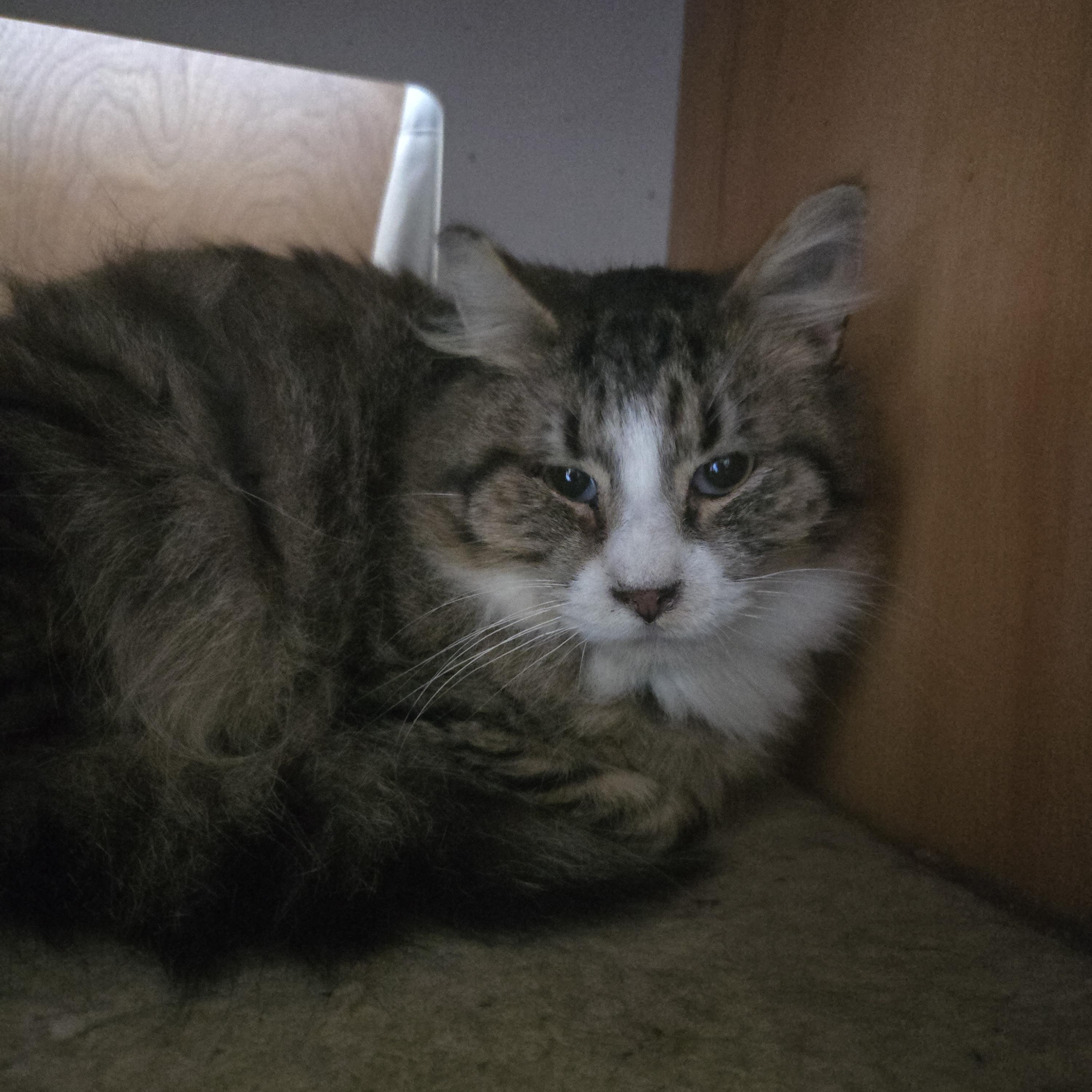 Enlarge PigPen, a Adoptable Domestic Long Hair in Hoopa, CA image 1/1