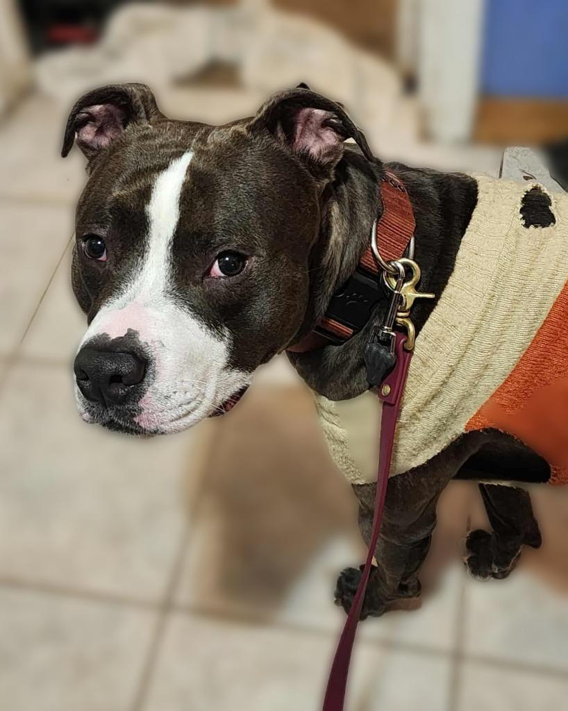 Rocky, a Adoptable mixed breed in sun prairie, WI image 1/2